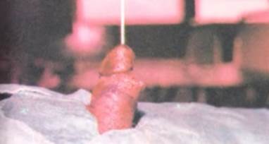 Imagen que contiene tabla, pequeño, pastel, joven

Descripción generada automáticamente