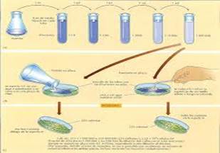 Resultado de imagen para tesis de medios de sembrado de bacterias